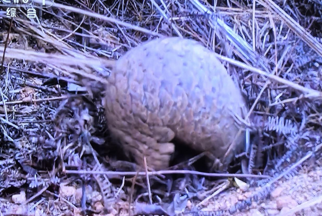 作者可能没看过真实的穿山甲。想当然就Aⅰ起来了。几十年前我们打猎抓过好几个穿山甲