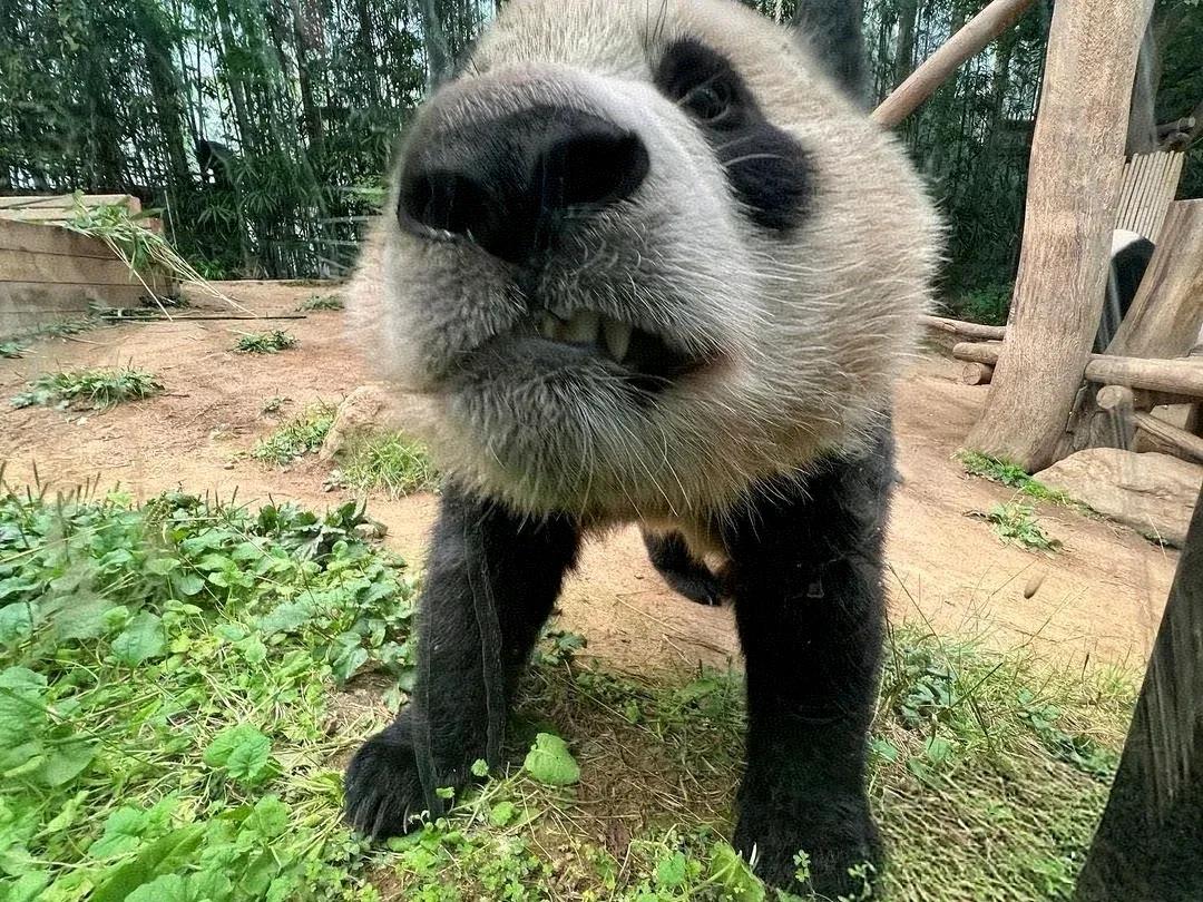 今日份的主题👇👇
福猪猪的鼻孔🐷🐷🐷🐷
这种惨绝人寰堪比车祸现场的社