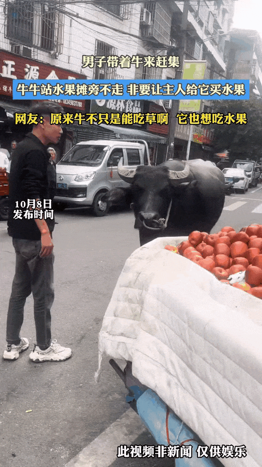 男子牵着牛来赶集，路过水果摊，牛牛直接停下脚步不肯往前走。
站在摊子跟前盯着红彤