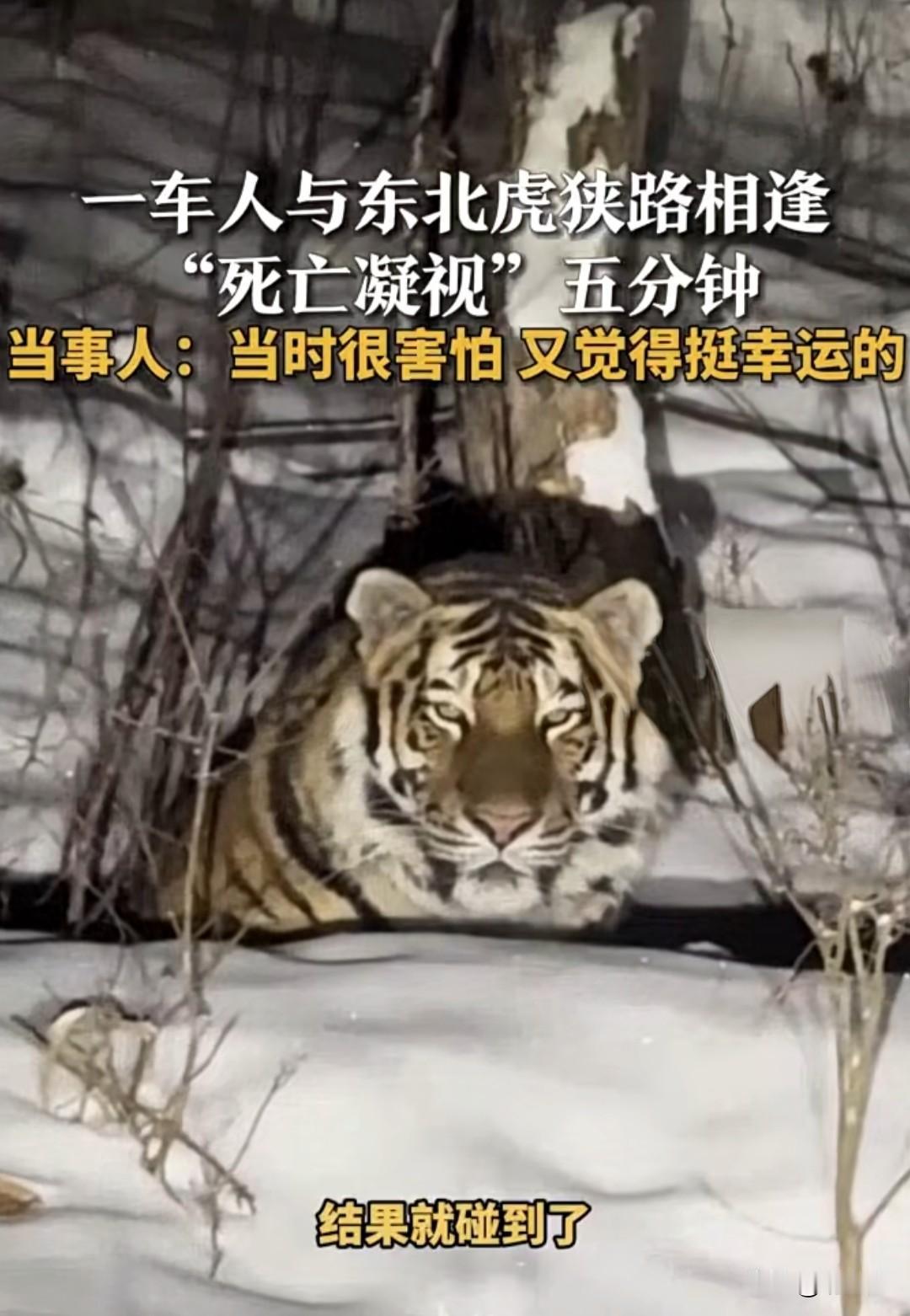🔥被“东北大猫”贴脸开大，与东北虎“死亡凝视”5分钟！就问谁有这份幸运？网友：