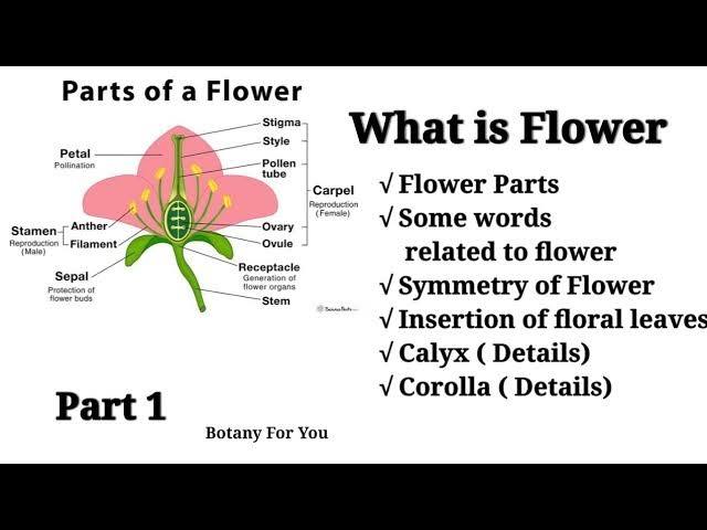sepal 萼片（单个）日语“萼片”（がく片）     一朵花通常有多个 sep
