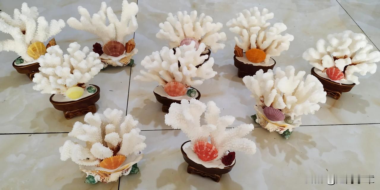 昨天那十多个珊瑚一抢而空，也有很多朋友想要大一些的。今天的这些整体都偏大。每个枝