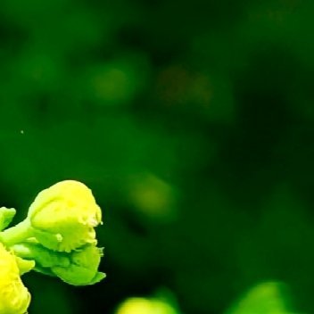 种植芸香一、植物小传芸香，古称“香草之王”，叶片羽状如绿玉，揉碎后散发柑橘与松木