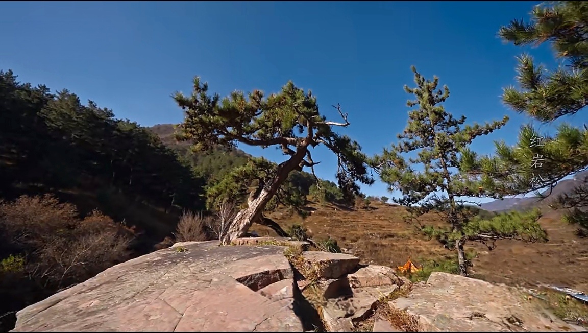 被千年古松的生命力震撼了千年古松，在石头缝里硬生生活了1000年！一颗被鸟叼来的