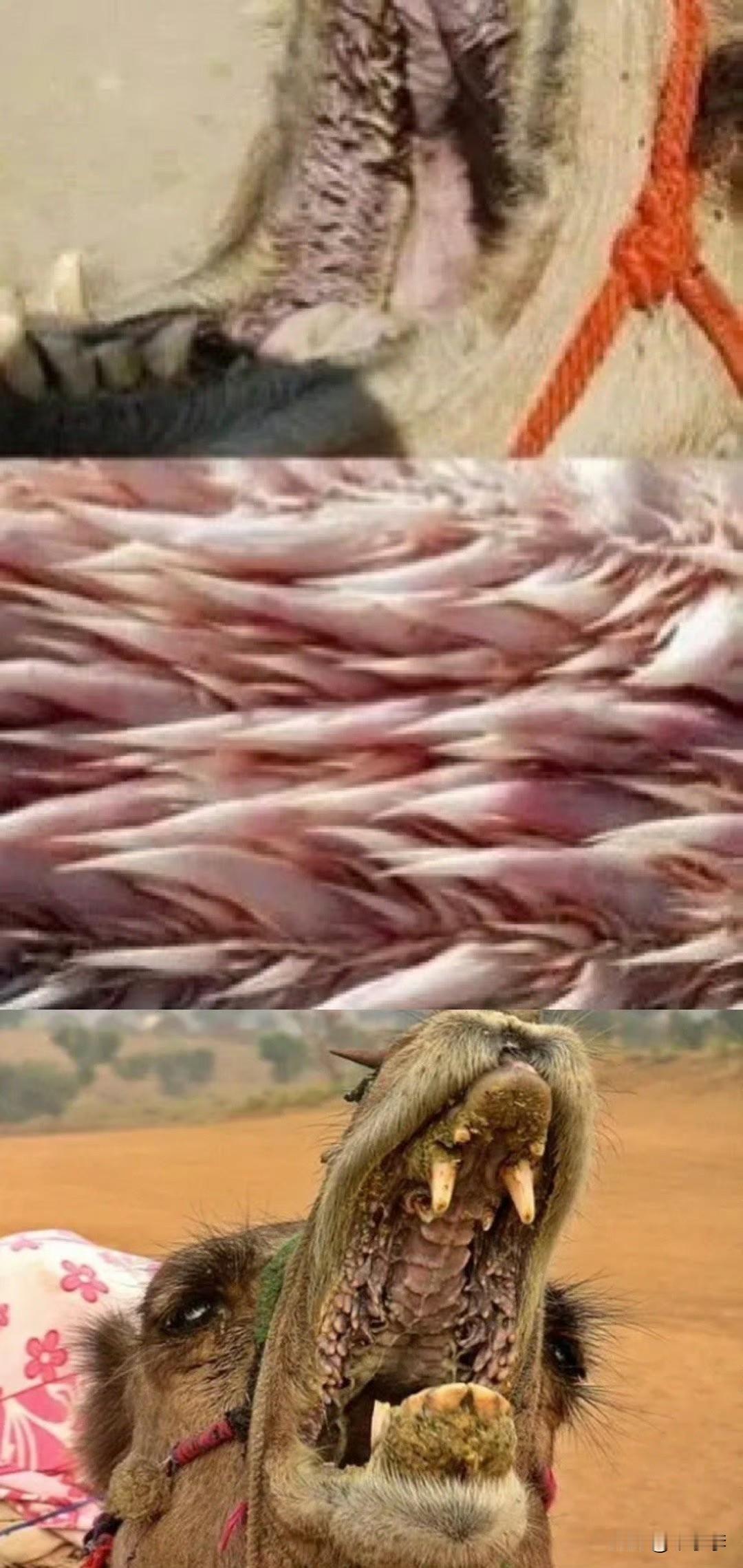 骆驼生吞仙人掌为什么不觉得扎嘴，骆驼的嘴巴外部非常厚实粗糙，这为它在啃食仙人掌时