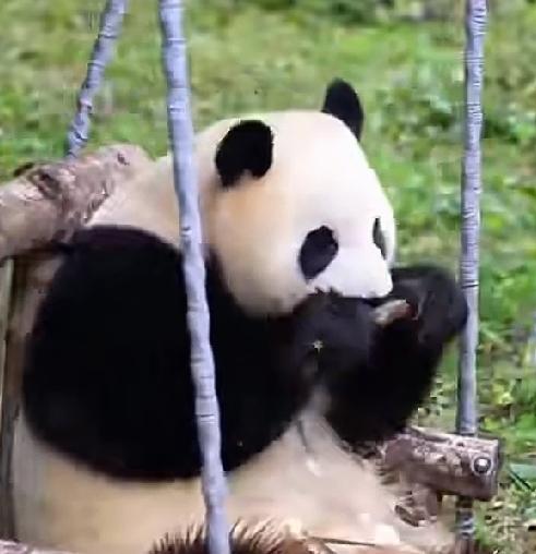在秋千上吃笋笋的福宝福公主像一个艺术家在吹笛子一样
福宝你怎么就能总给大家惊喜呢