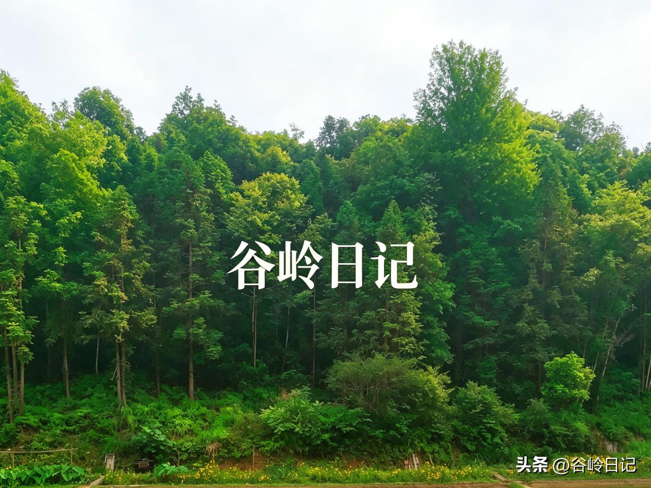 谷岭日记（2026年6月11日·夜）

张老师今晚在茶室坐了很久。老李添了三壶水