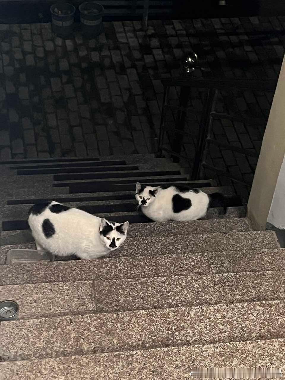 49603【丑猫】这么丑的猫一个学校里竟然有两只 