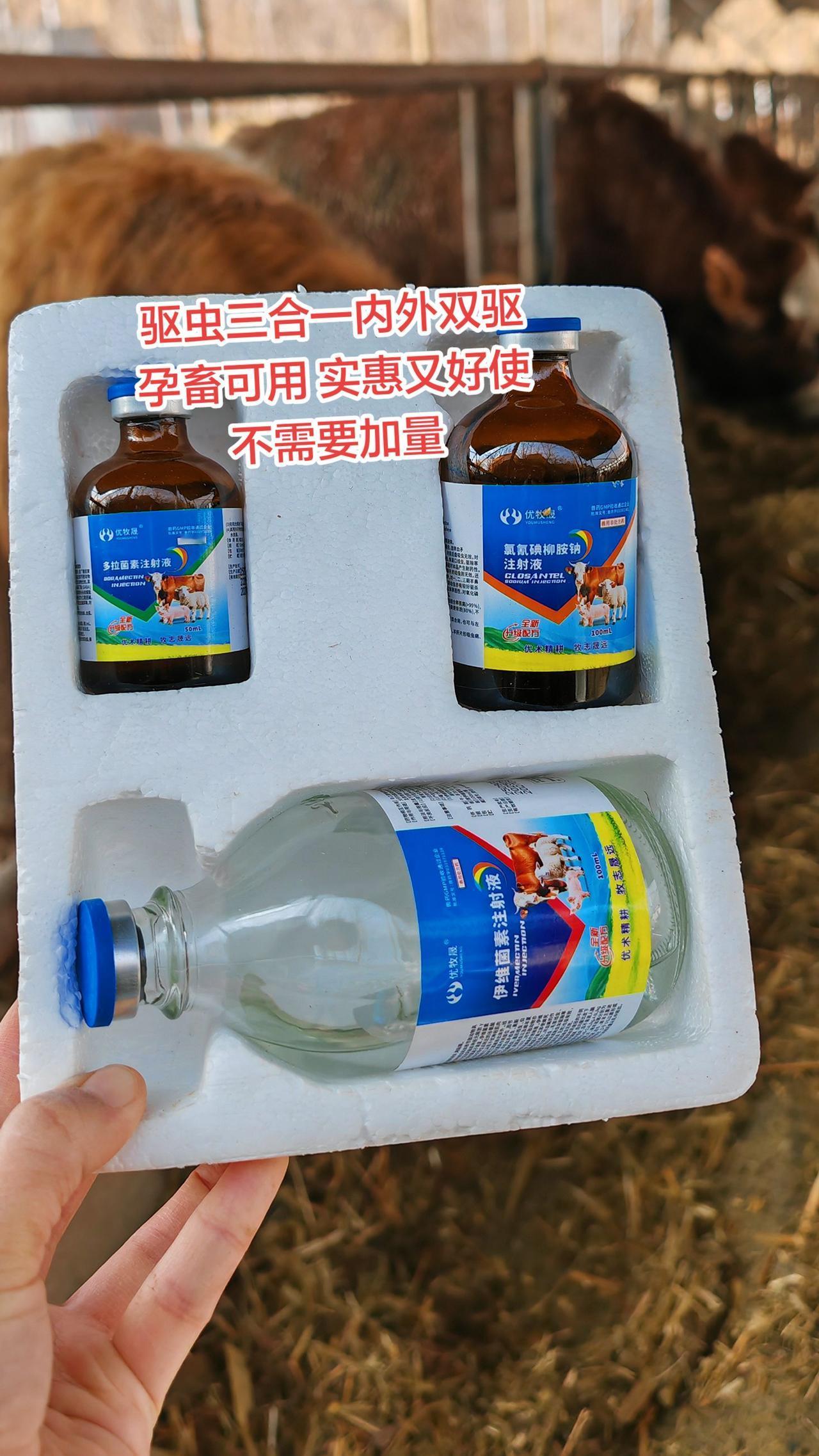 养羊人 牛羊养殖 农村养羊