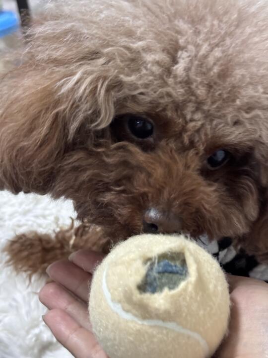 🐶：人！半个小时玩成这样我厉害吧