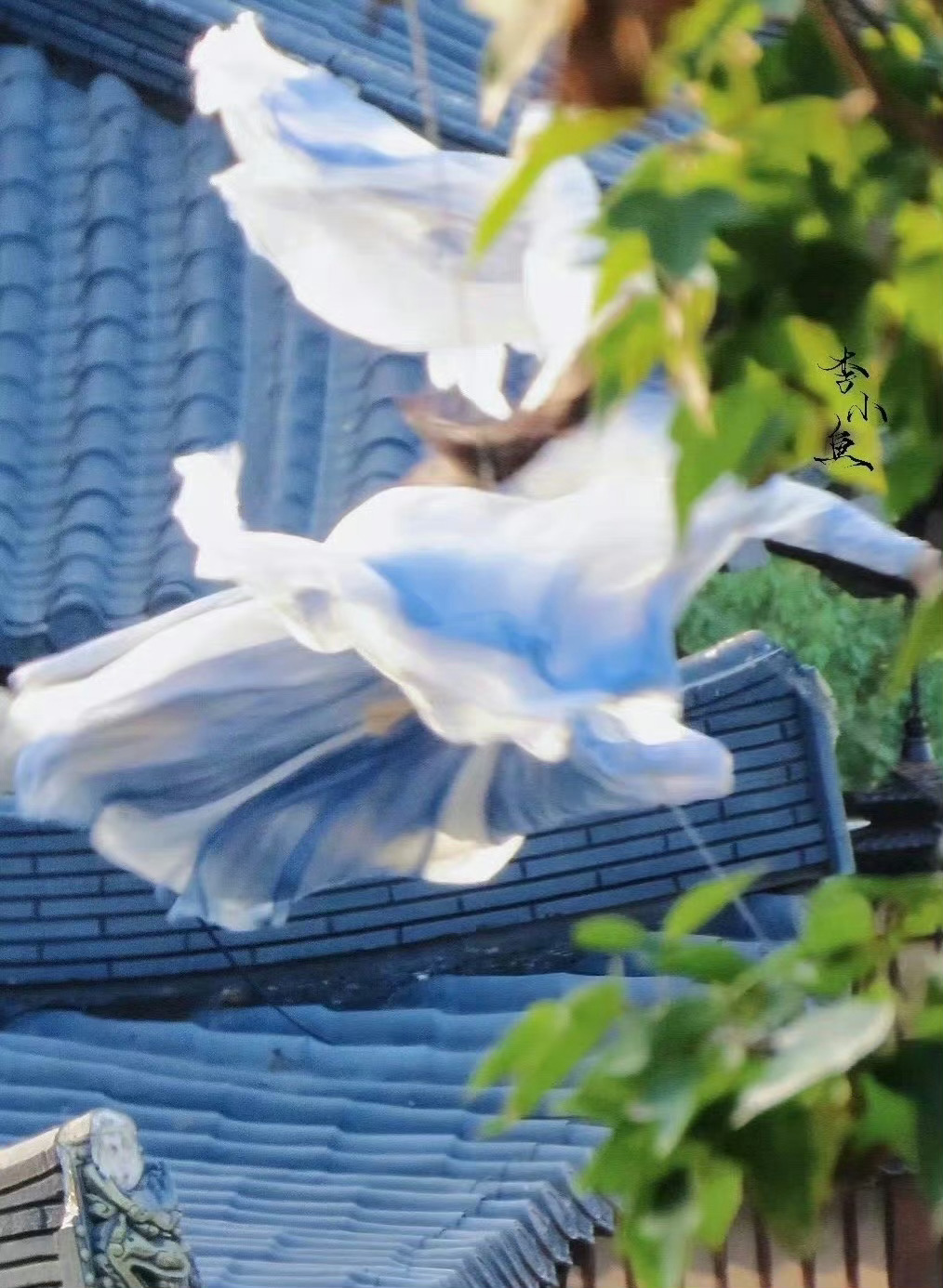 美湫鱼。 ​​​