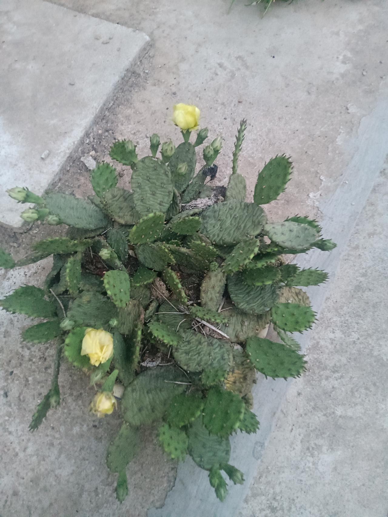 仙人掌
文/李兴伟
眼前一盆仙人掌，
巴掌干瘪奄奄相。
虽然盆中土干旱，
几朵黄