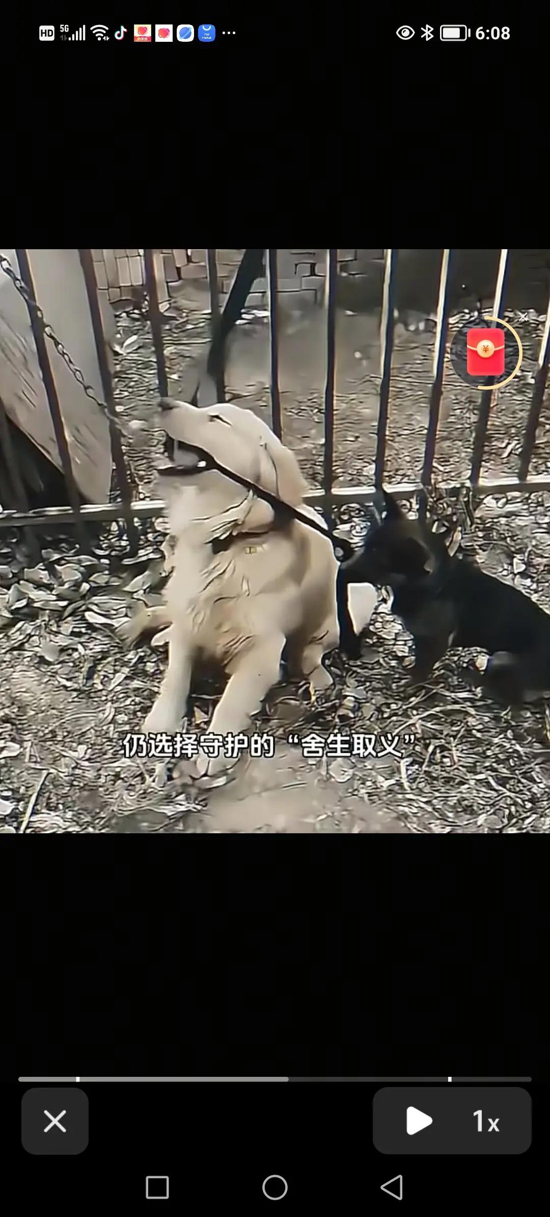 狗狗舍己取义。宝宝跳舞能有多可爱 创作者中心 创作灵感 @空軍戰士才哥杜世才