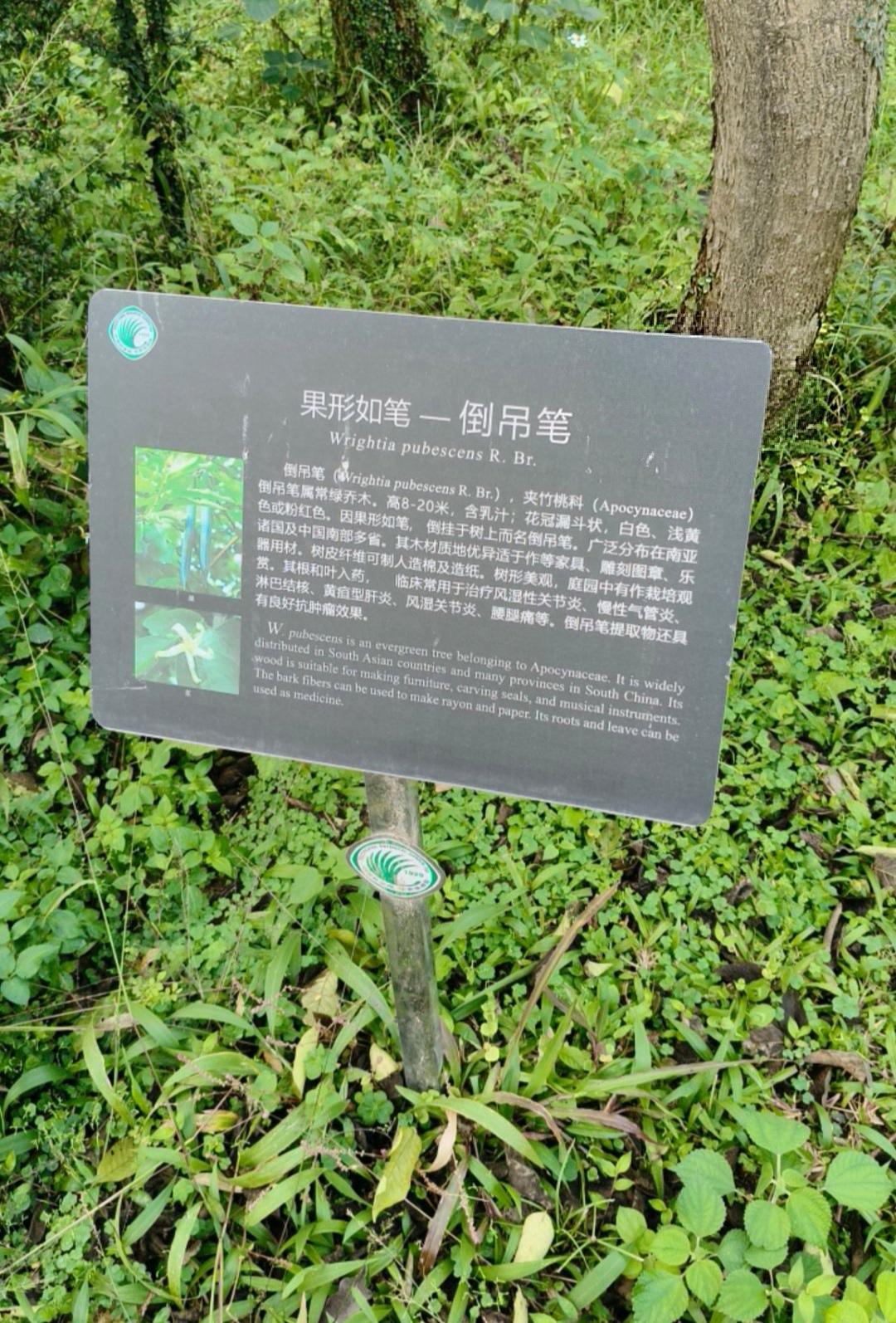 今天出去玩，又认识了一种新植物