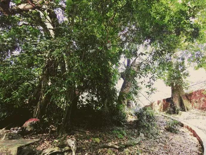 广西320年"毒树王"陨落：毒死黄牛的狠角色，终究没熬过白蚁啃噬
 
在广西木村