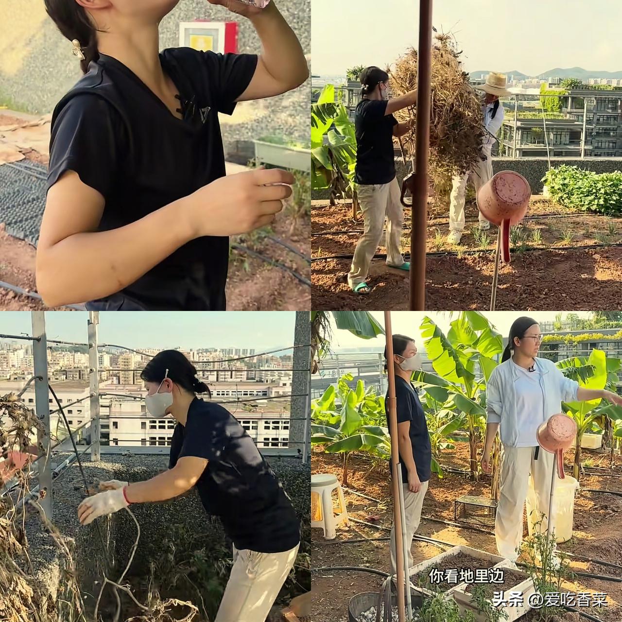 红姐陪小娜老爹种大蒜！估计很无奈吧，好不容易摆脱农村，来城里上班还要干农活，忘记