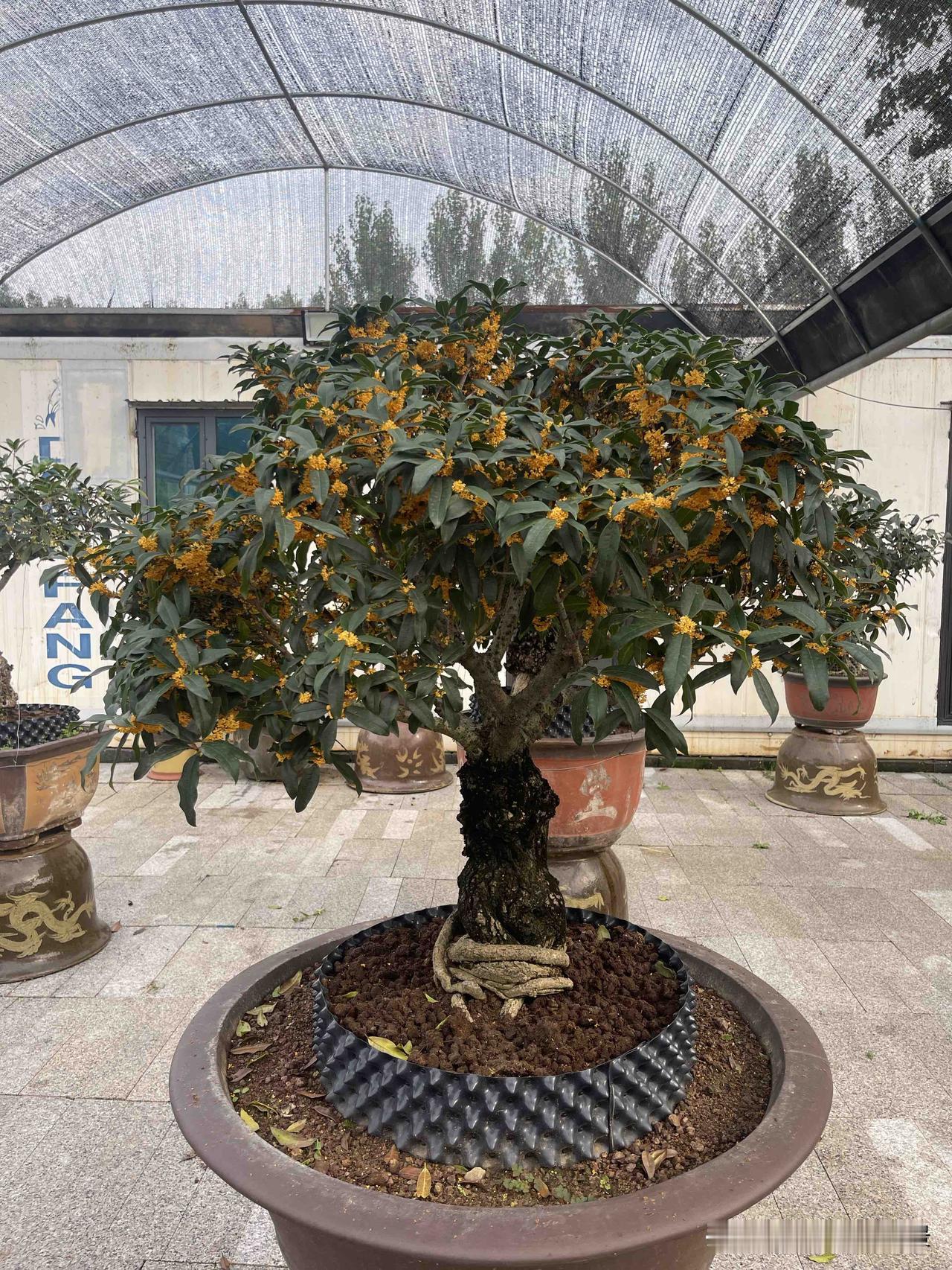 分享你的花卉植物园这是我家的桂花园，主做桂花盆景，自己嫁接繁育，也会收藏一些老花