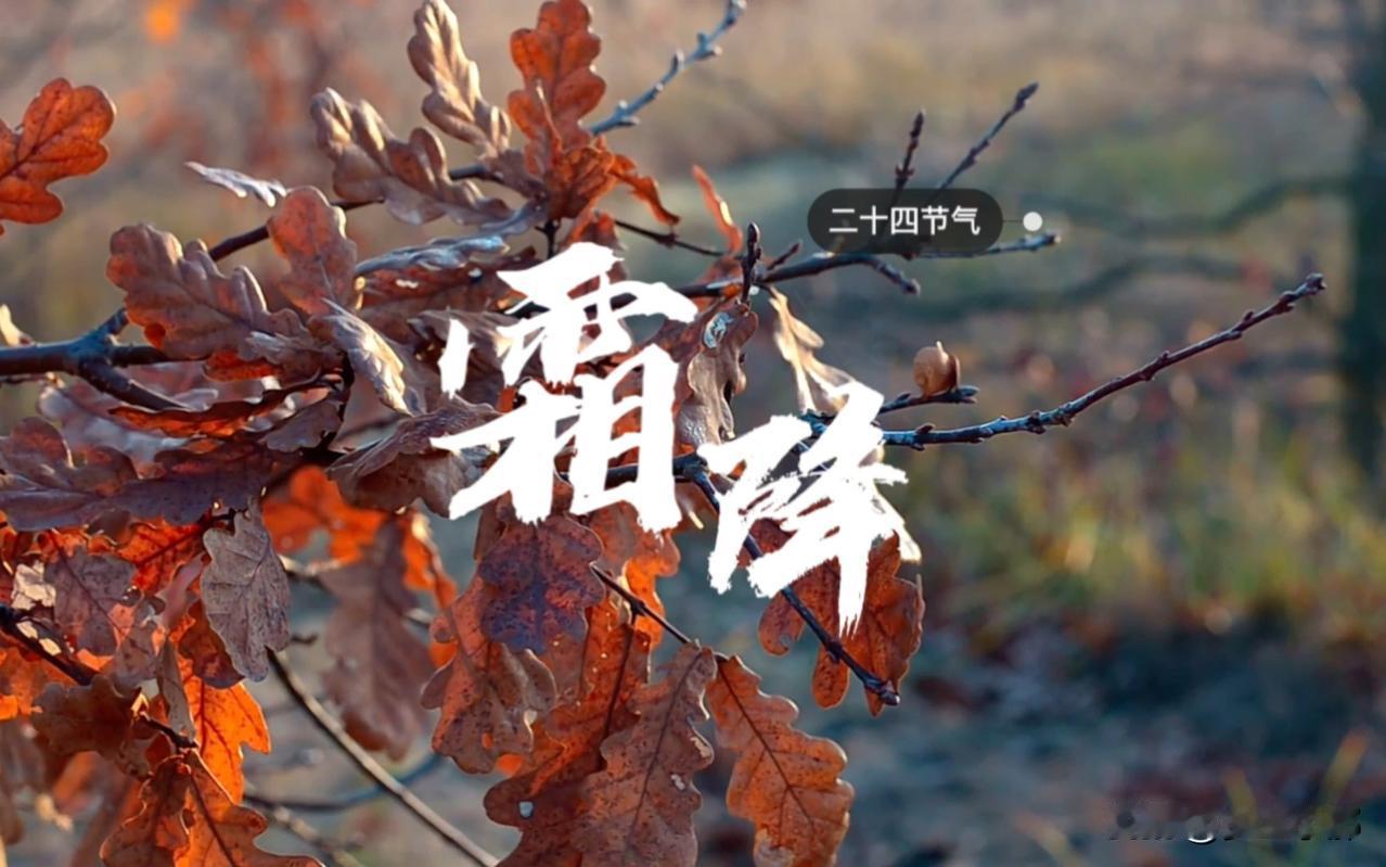 “公霜降，冻死老牛；母霜降，单衣过冬”，今年霜降是公还是母？
 
每到深秋，农村