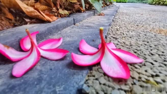 花开花落，让我深刻领悟到万物必须遵守自然规律。“花开花落终有时”，花朵盛开后会凋