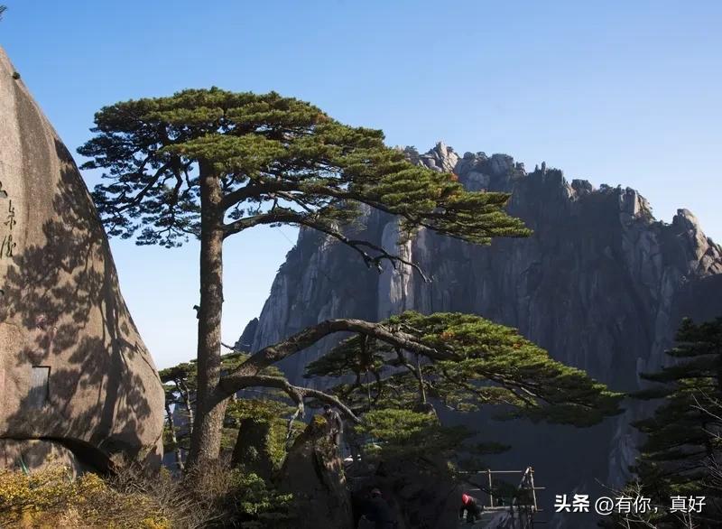 《七律   黄山晓景》
祥光铺守彩云开，
万古风流入画来。
旭日朝星金缕落，
苍