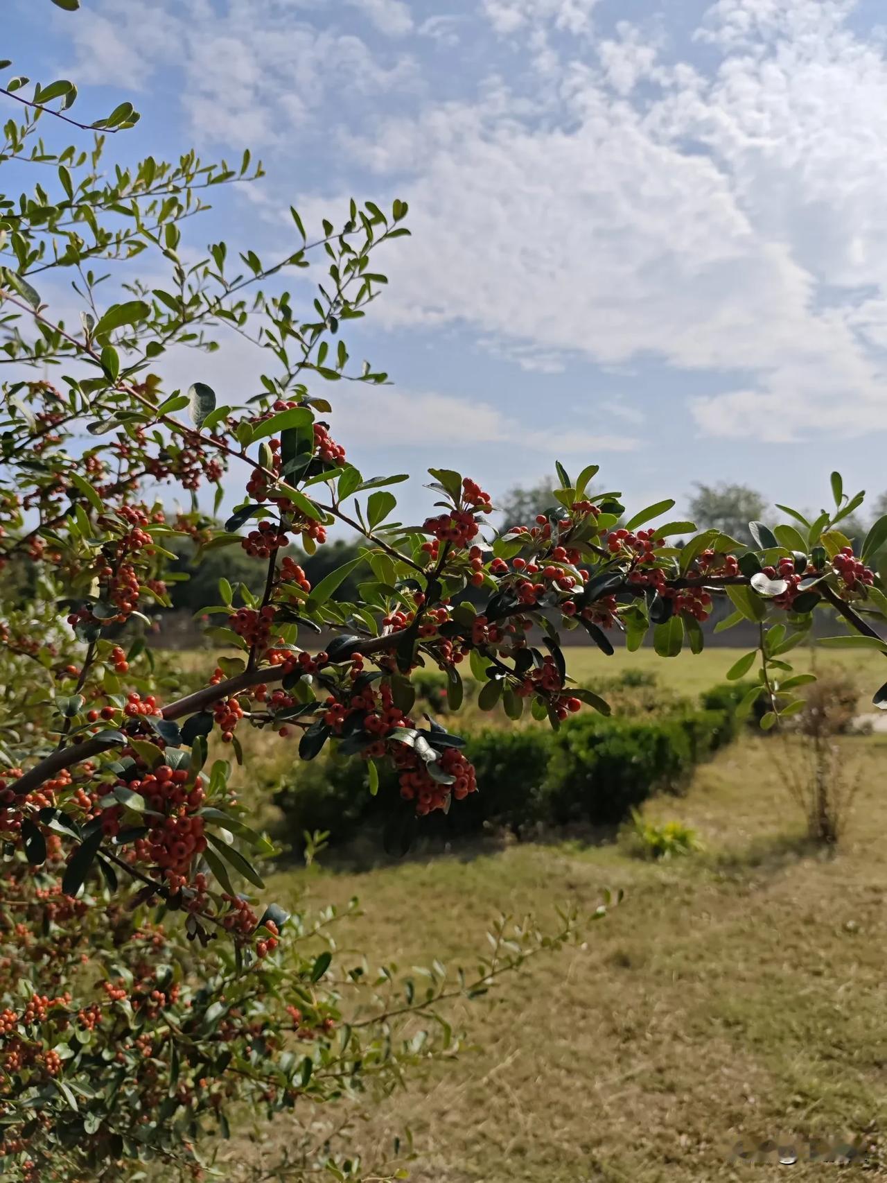 我们山西万荣是柿乡，先人们在黄土高坡的崖边，梯田边上栽上柿子树。柿子树耐旱耐寒抗