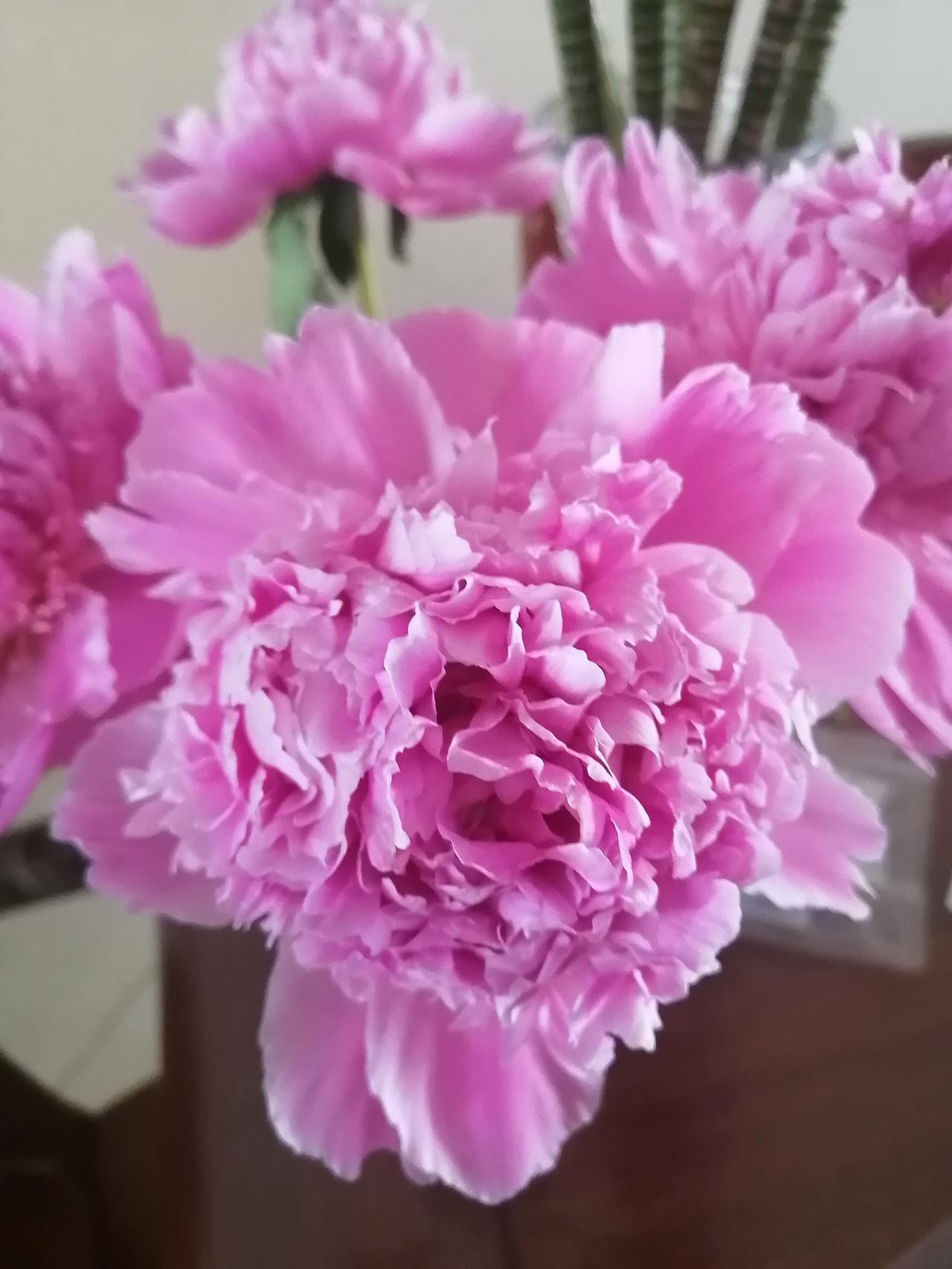 分享一张随手拍的花看看我养的花！芍药、海棠、仙客来、绣球，真可谓是争奇斗艳。