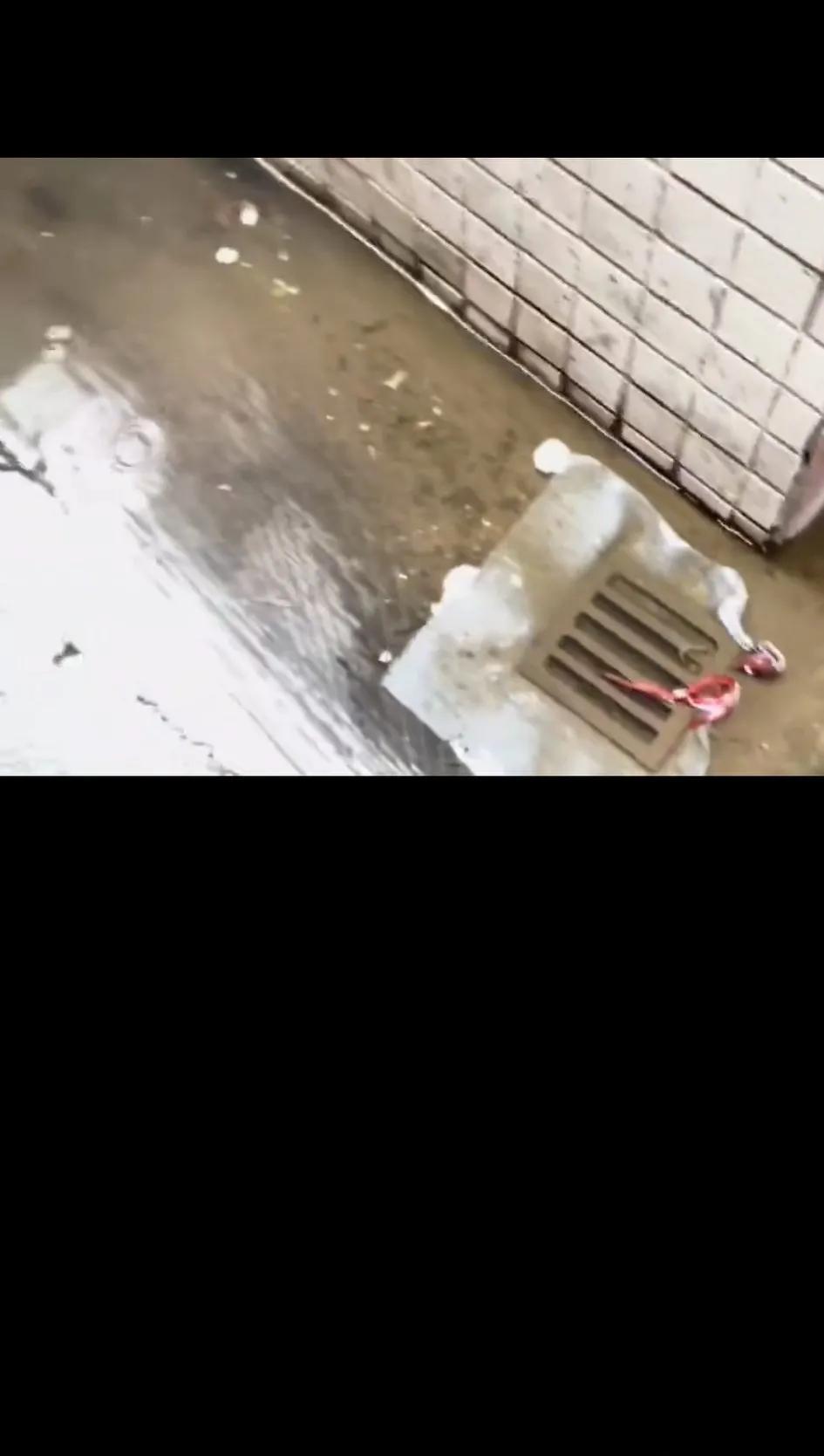 防蚊下水道，这防蚊效果应该很好吧？当然防蚊与排水是两个事。这证明管防蚊的做得非常