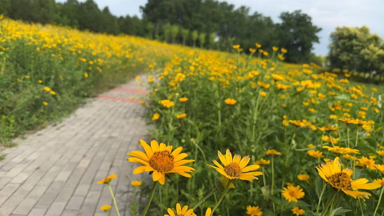 夏日生活打卡季石家庄花海正当时，有来的吗？