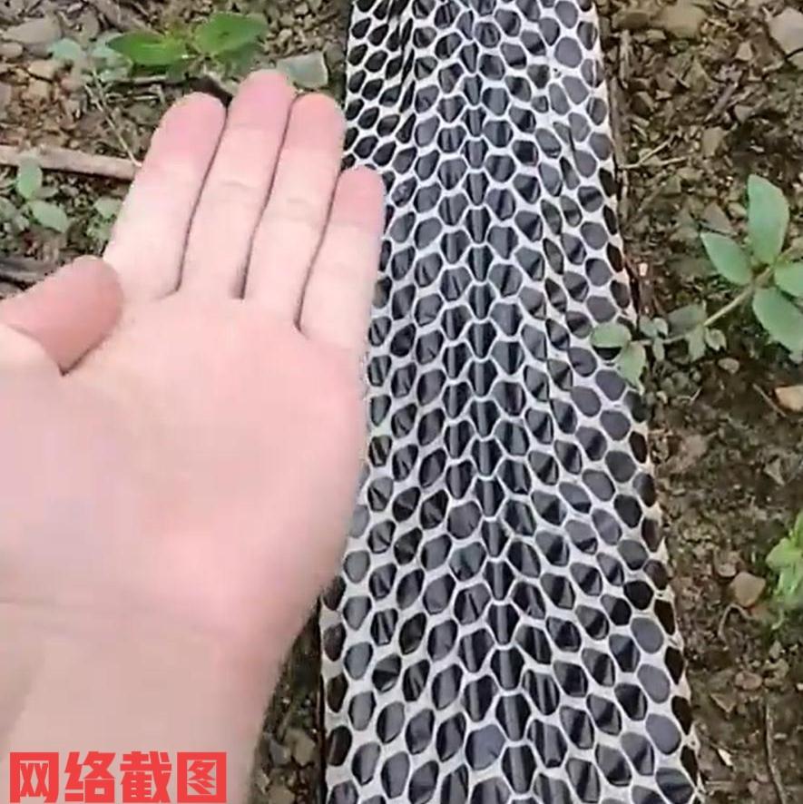 广西来宾有男子上山途中见蛇皮。

此刻男子还是比较兴奋，因眼前有一条黑白格的眼镜