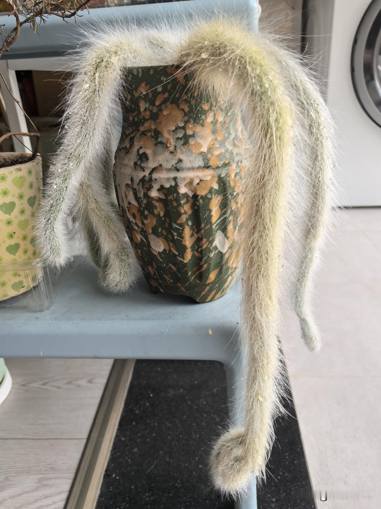 昨天到武汉家中了，很累！今晨醒得早。弄我的花花草草，洗大量的衣服。

做一杯咖啡