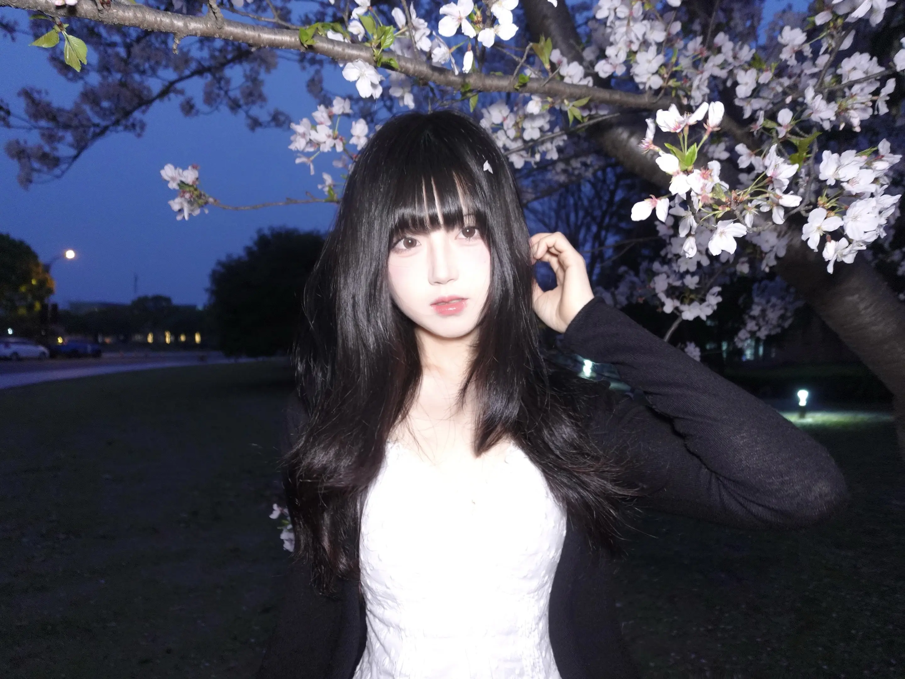 桜。