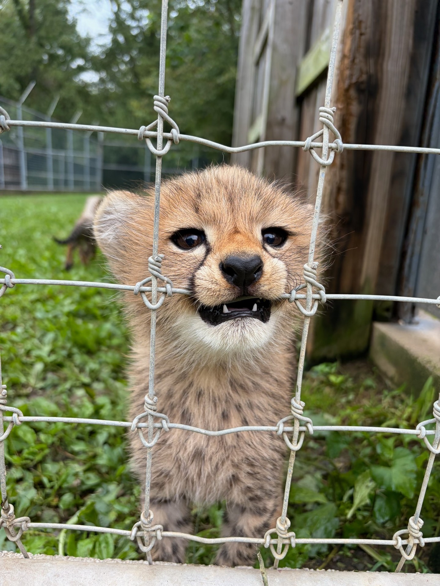 猎豹 (*´╰╯`๓)宝宝你好甜~小豹牙可爱！【ins：visitthewild