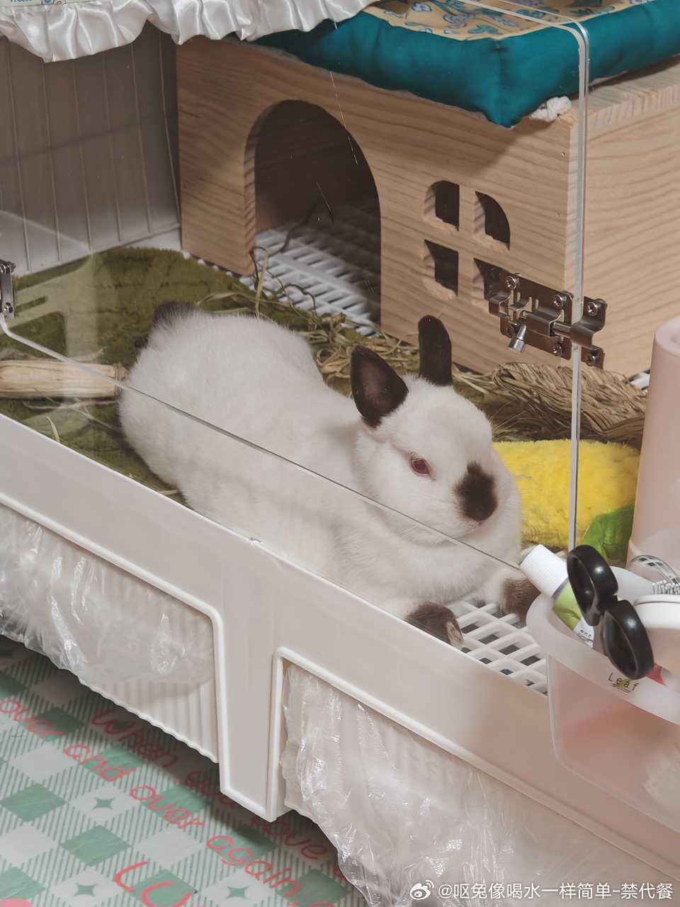 13735🐇【八嘎兔】八嘎兔第二弹宝相庄严之狮身兔面像及三角饭团