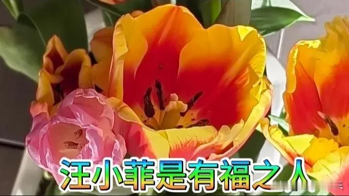 汪小菲真憨憨，老天也是真帮帮。

       老人们常说：无福之人跑断肠，有福