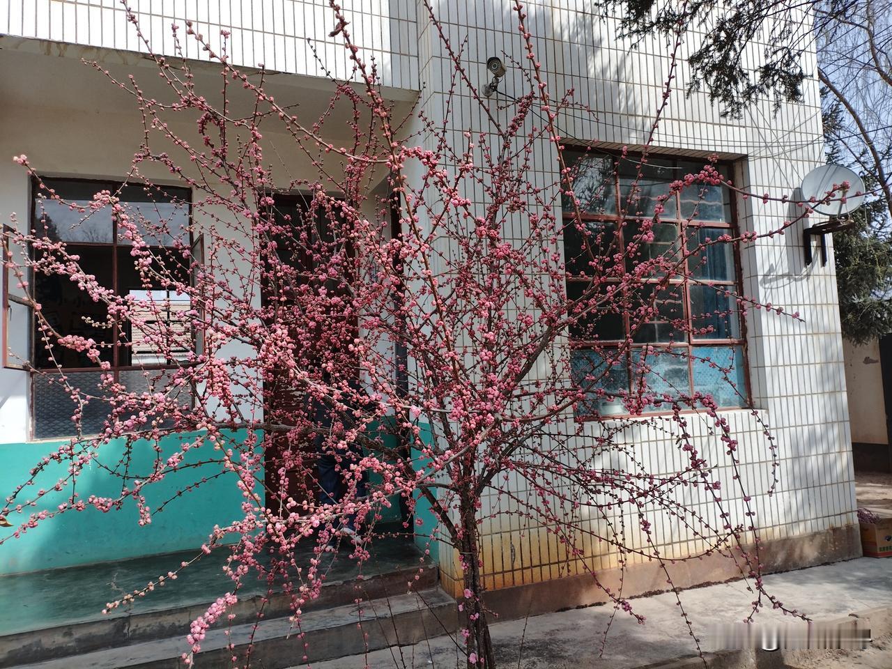风还攥着料峭的凉
你已把一树粉
铺在白墙与绿漆之间
 
枝桠是瘦长的笔
蘸着阳光
