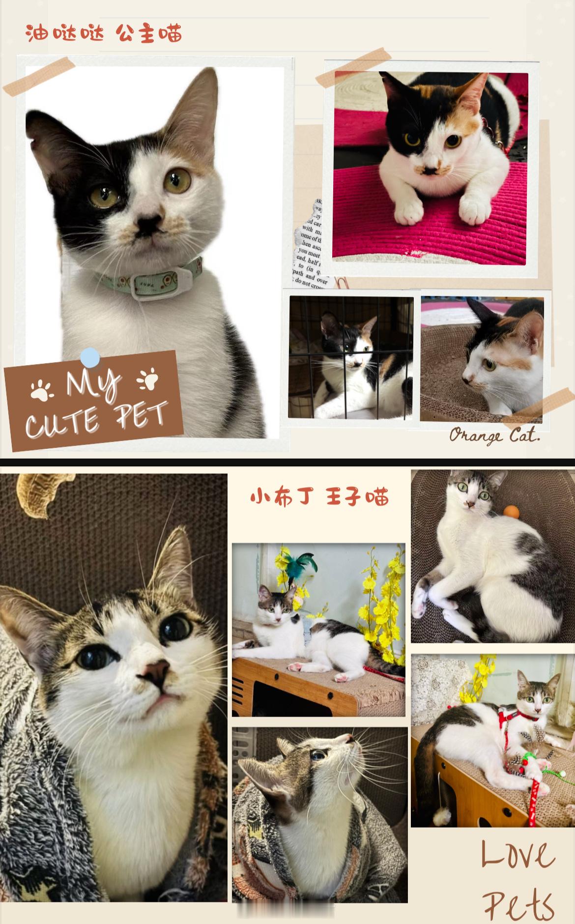 广州领养广州领养[超话]领养猫[超话]  性格互补CP找家啦 ！三花社牛妹 + 