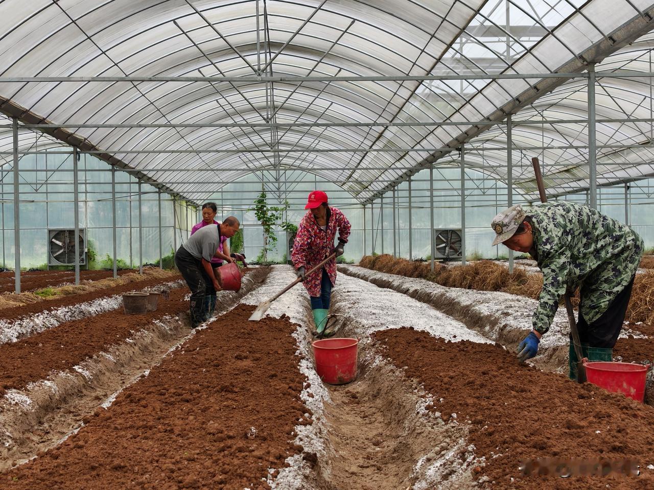 驻村日记： 咱村这10亩闲置大棚，今天总算落停了！
       跑断腿、磨破嘴