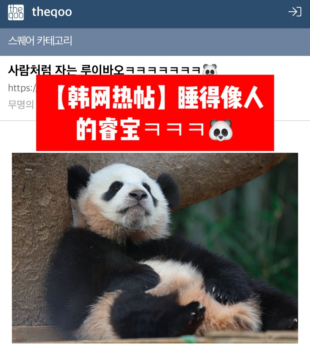 🔥韩网热帖｜睡得像人的睿宝ㅋㅋㅋ🐼