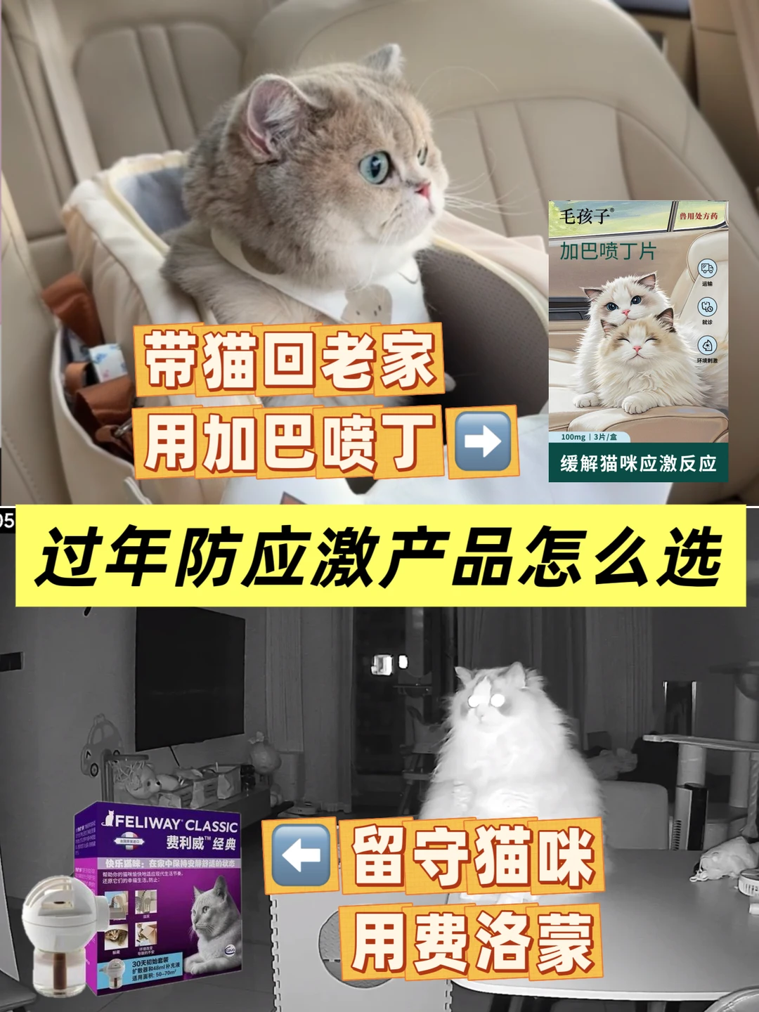 宠医教你常见猫咪应激药怎么选
