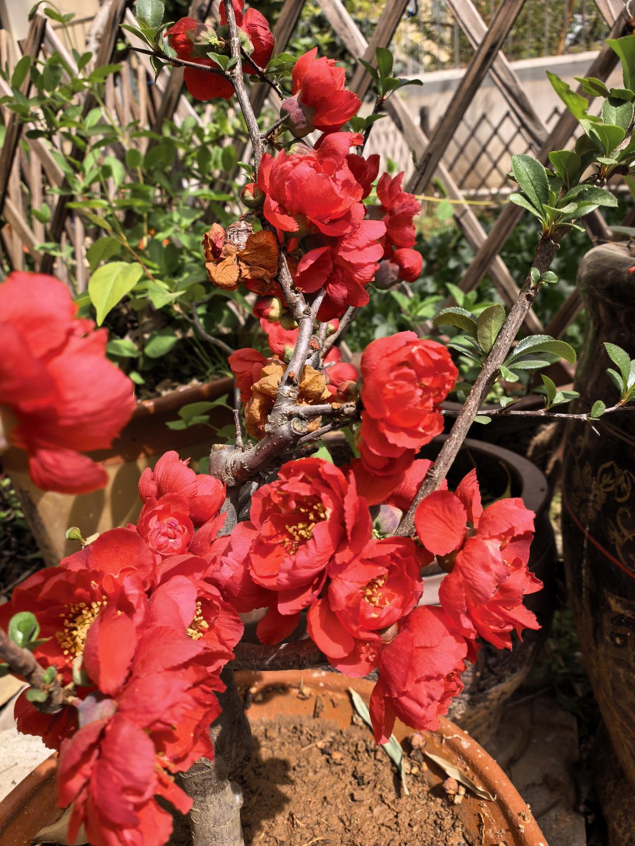 我家小院里的三盆海棠花。三盆贴梗海棠，春节后冬天就起了花苞，直到现在才盛开，不过