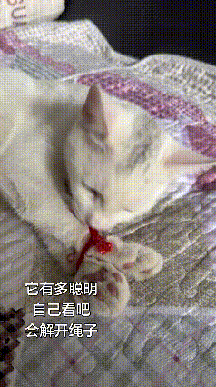 彻底被这只橘猫的智商折服了😲
 
以前总听人说猫咪智商高，今天算是实打实亲眼见