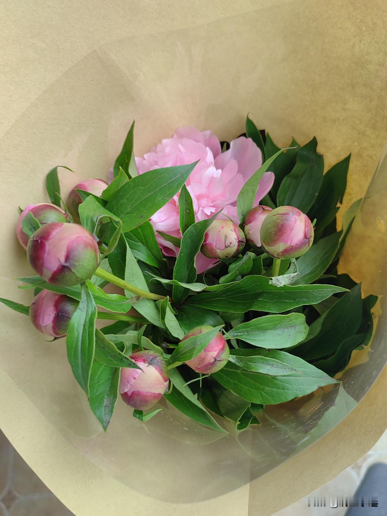 芍药花开
前几天我在花店买了一束芍药，
只开了一朵花，
其它都是抱得紧紧的花骨朵