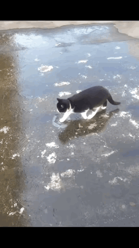 猫猫亲身教学“如履薄冰”：冰面行走主打一个步步惊心，每一步都透着谨慎！