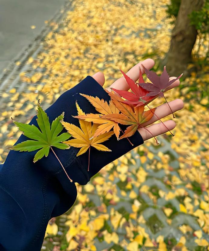失落的时候，           悄悄伸出手和风击个掌，           把