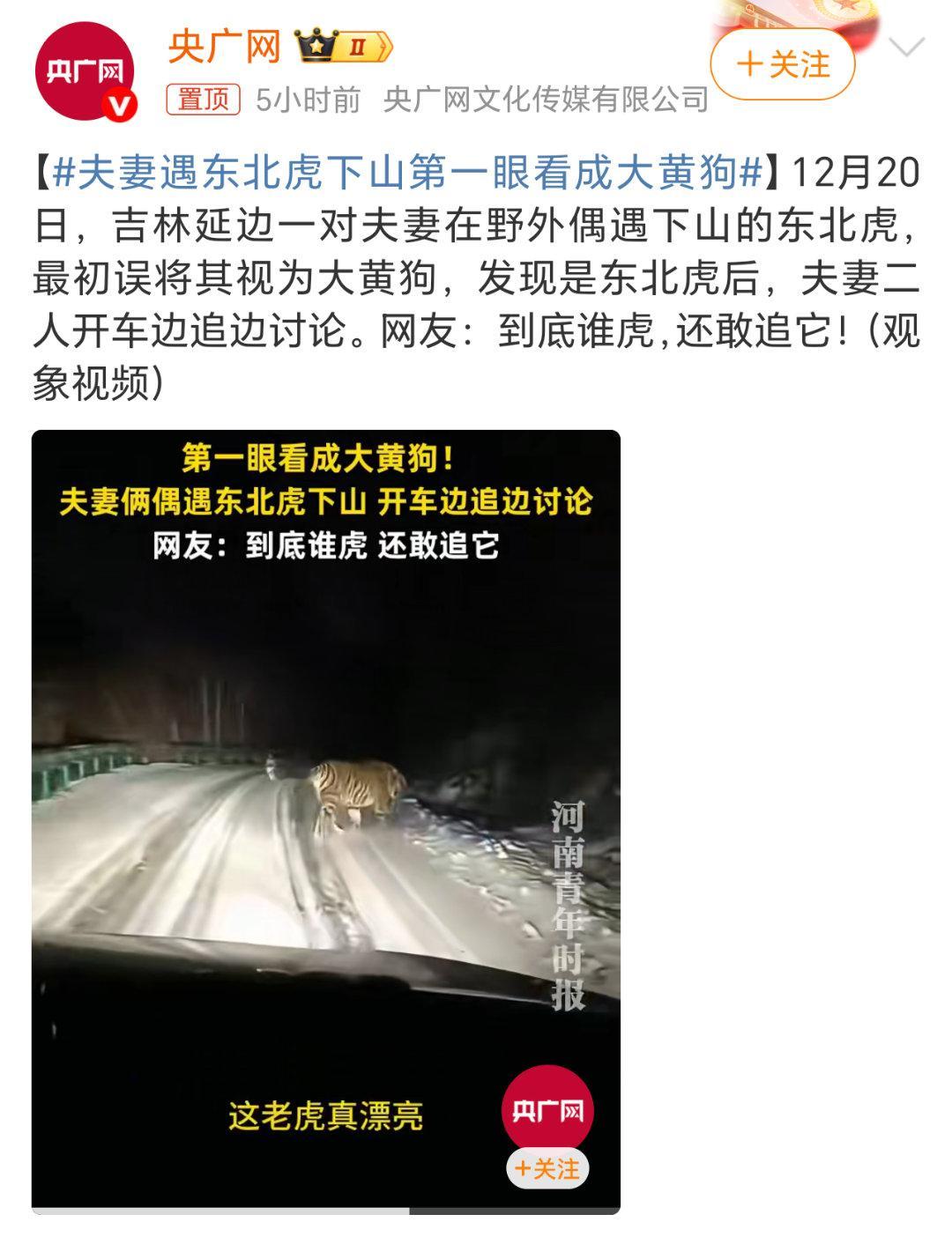 夫妻遇东北虎下山第一眼看成大黄狗笑死了，只能说这对夫妻也挺“虎”啊 