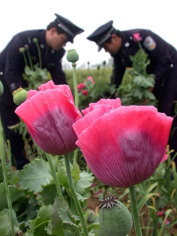 现在的小学生真是太牛了！有个小学生发现罂粟后，直接报警还带着警察去扫毒。这警惕性