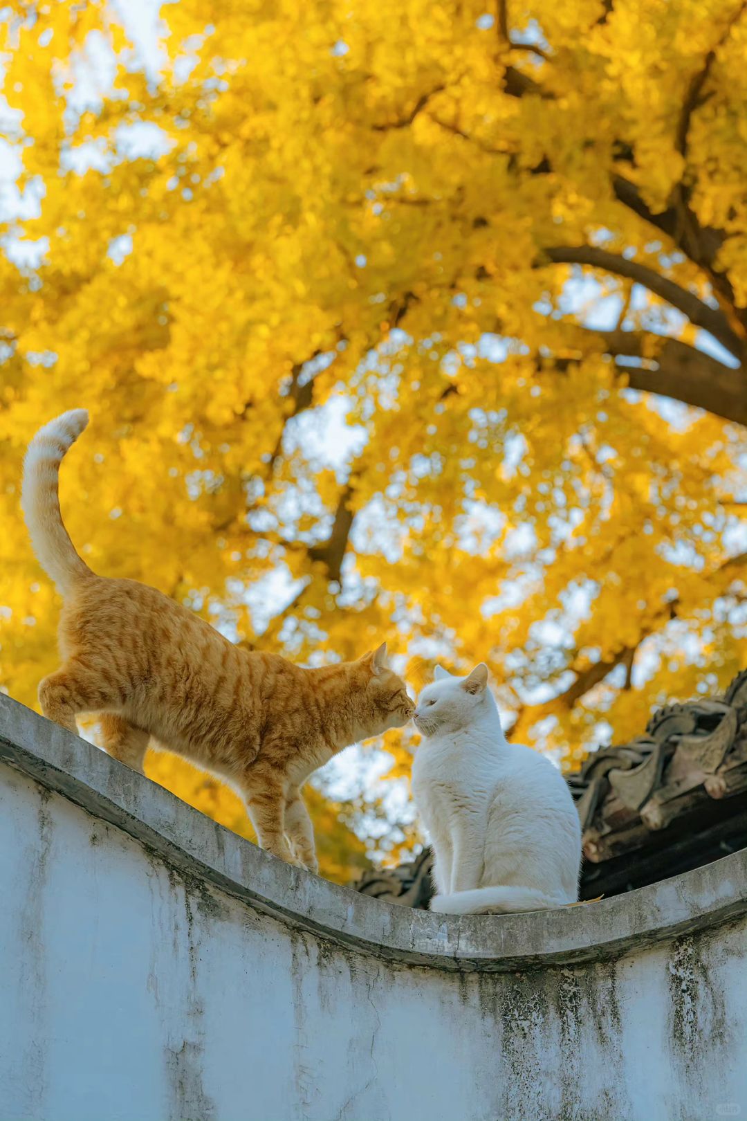拍猫十年，再也拍不出第二次的猫片（二）
