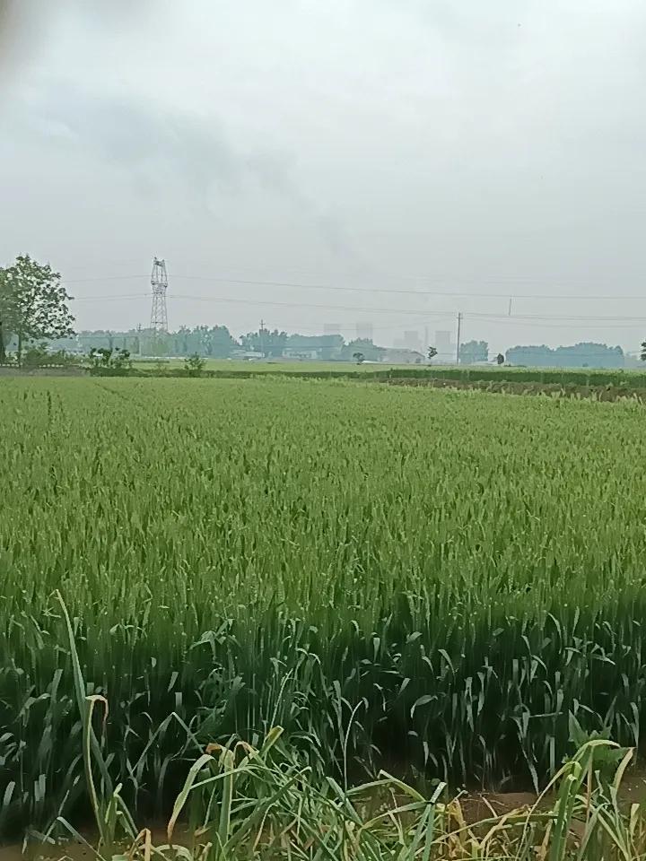 生产队那会儿，小麦产量确实不高。亩产最好也就不到600斤，二三百斤的更是常见。那