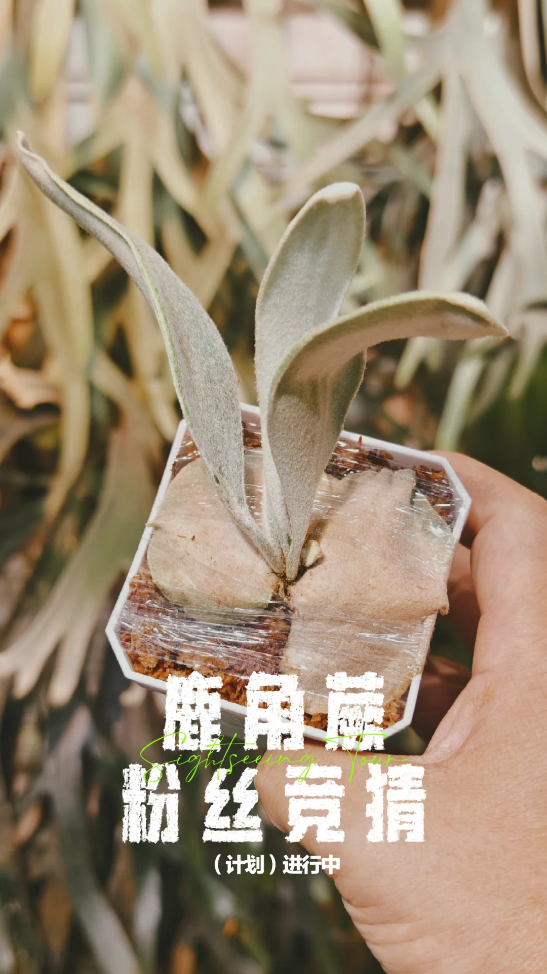 鹿角蕨粉丝竞猜