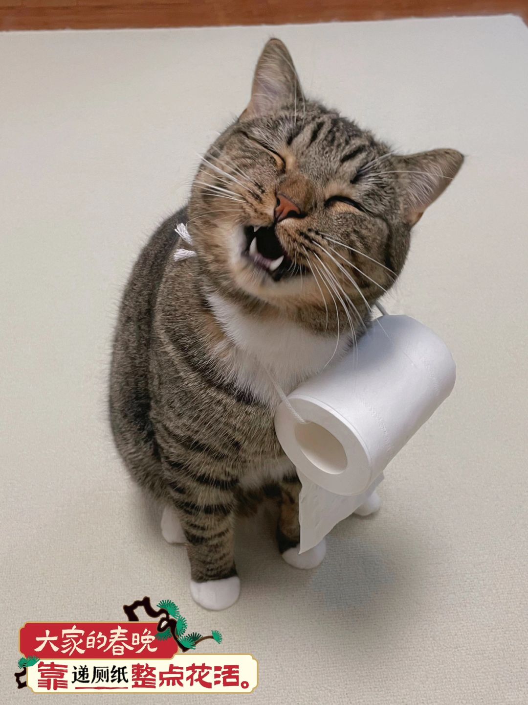 小猫咪会递厕纸算才艺吗？